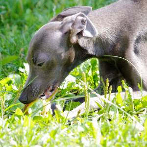 GmzA55niyRY_original