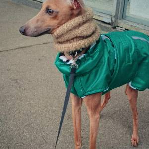 SfS0-PoKw9Q_original