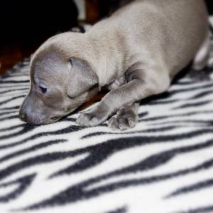 mN7G6IpVKwY_original