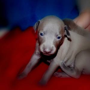 umq1Q5UaZ_s_original