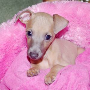 NBC6Nae_oak_original