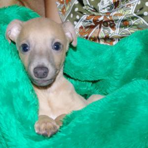 WpbK-gTTdRg_original