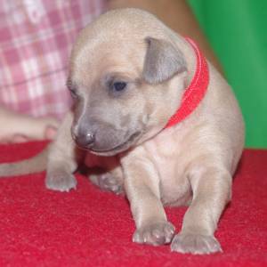 EnsYK1B6-II_original