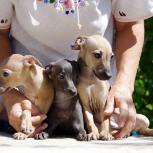 zkntphg4-oM_original