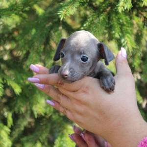 oxSCmdmBps8_original