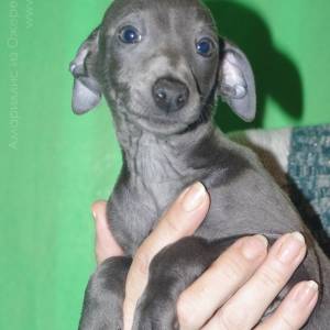 V4iS_48A9S8_original