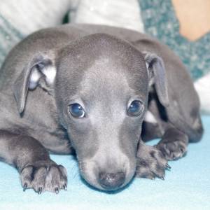 j8MyKapamkY_original