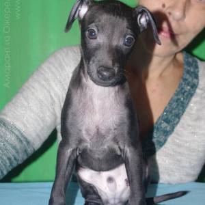 oXrsu17NjyE_original