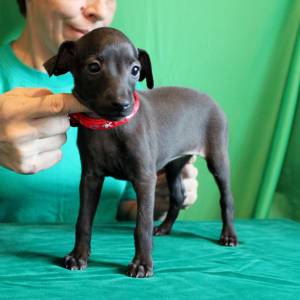 8WiCk_W4Di0_original