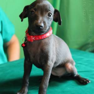 KA2LDVypses_original